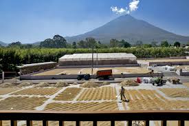 Righteous Roast LLC Guatemala Single Origin Coffee (Antigua) — Medium Roast