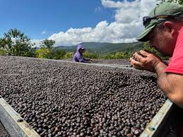 Righteous Roast LLC Nicaragua Single Origin Coffee (Molino Norte) — Medium Roast