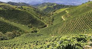 Righteous Roast LLC Peru Single Origin Coffee (Medium Roast)