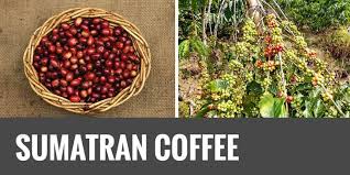 Righteous Roast LLC Sumatra Single Origin Coffee (Aceh – Takengon)